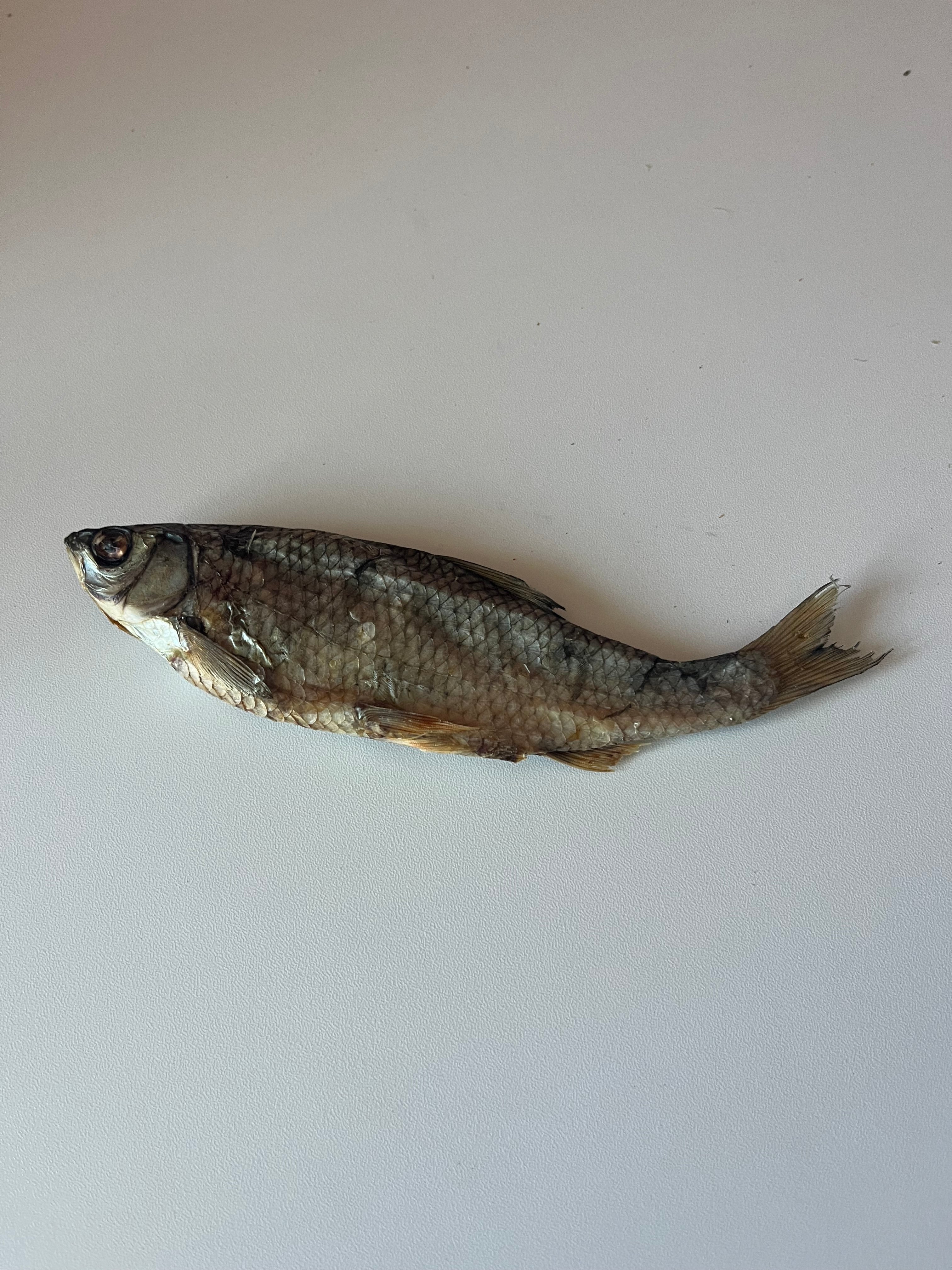 mastications poisson