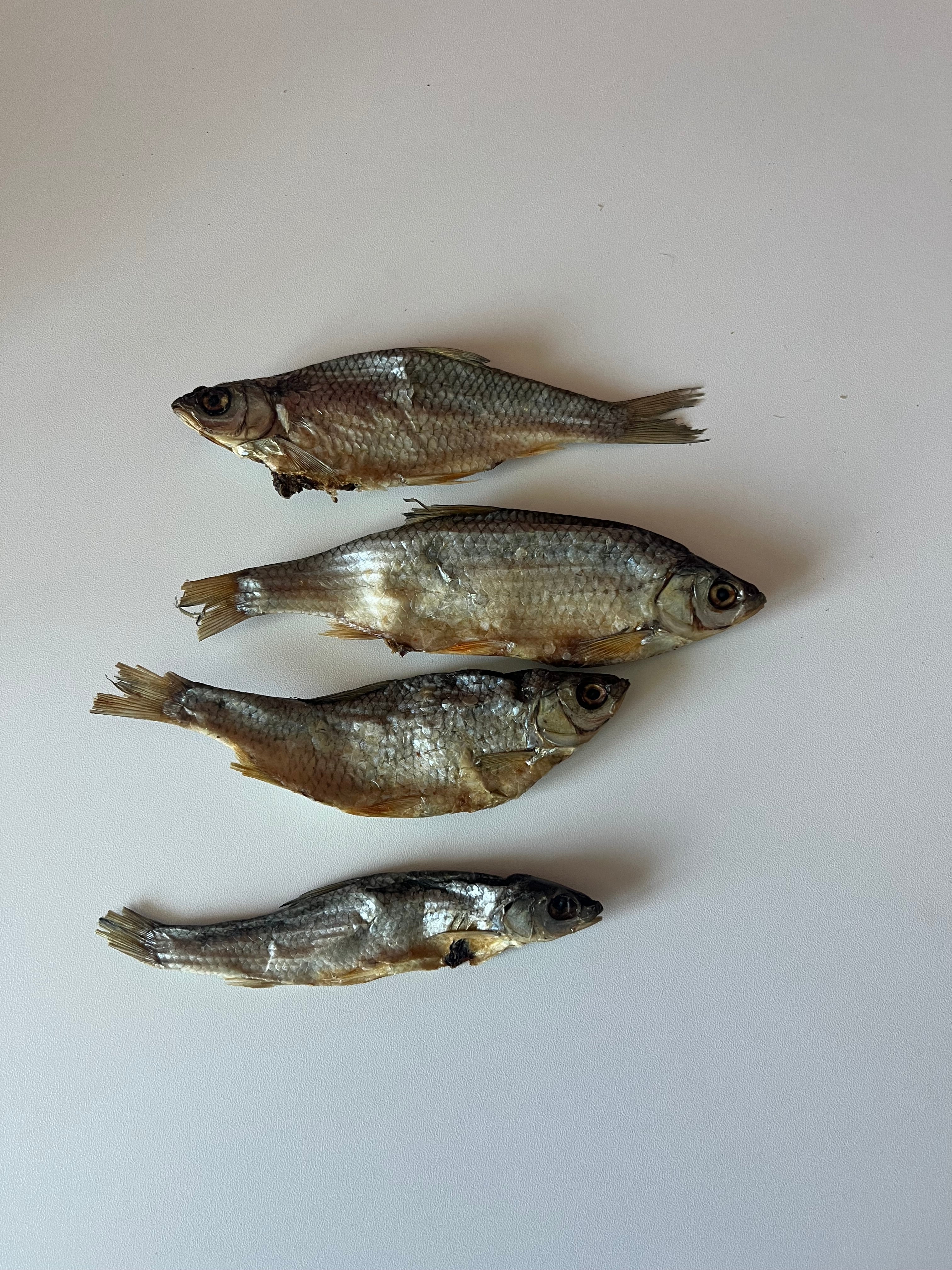 gardon, mastications poisson