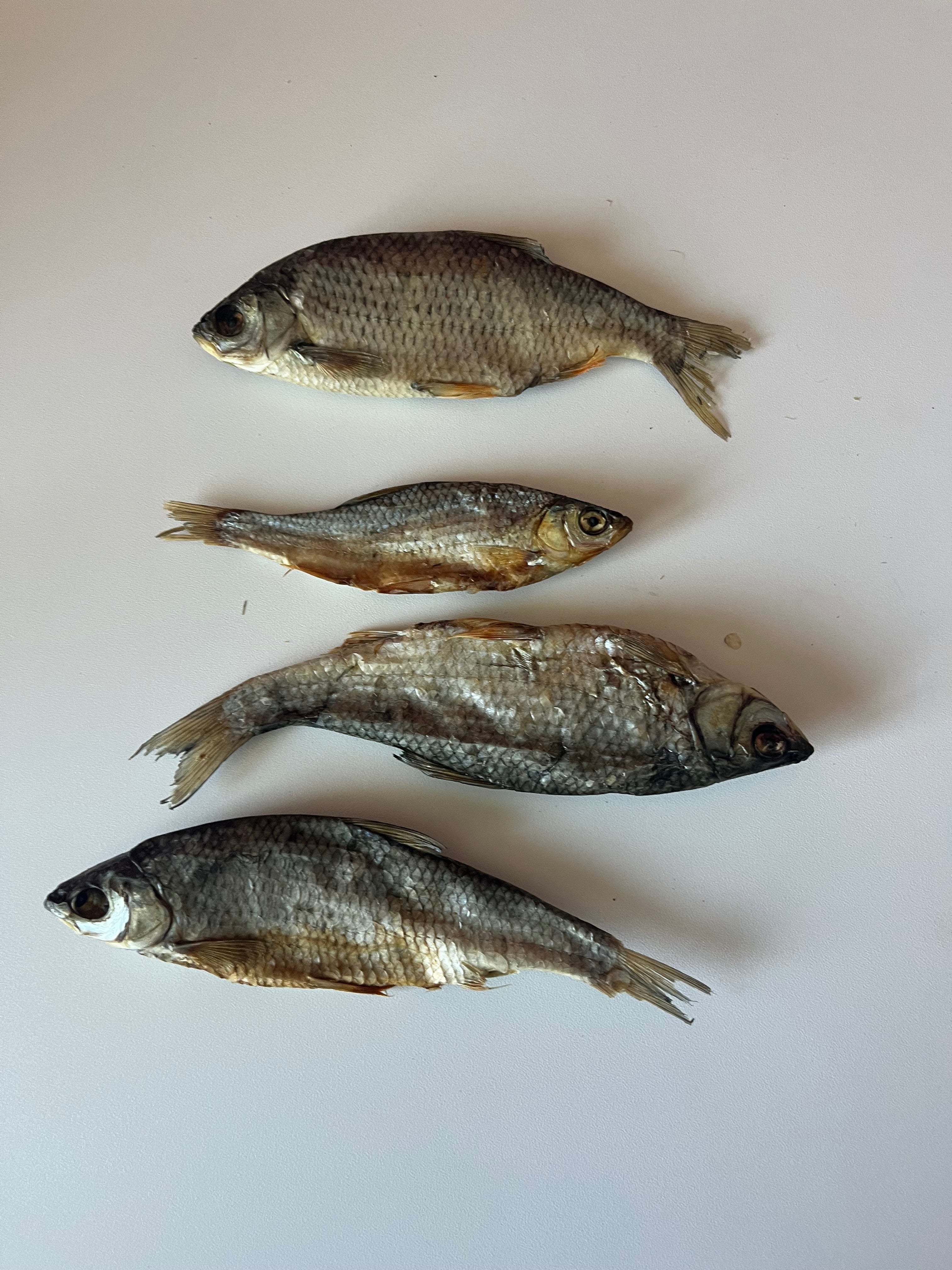 mastication poisson