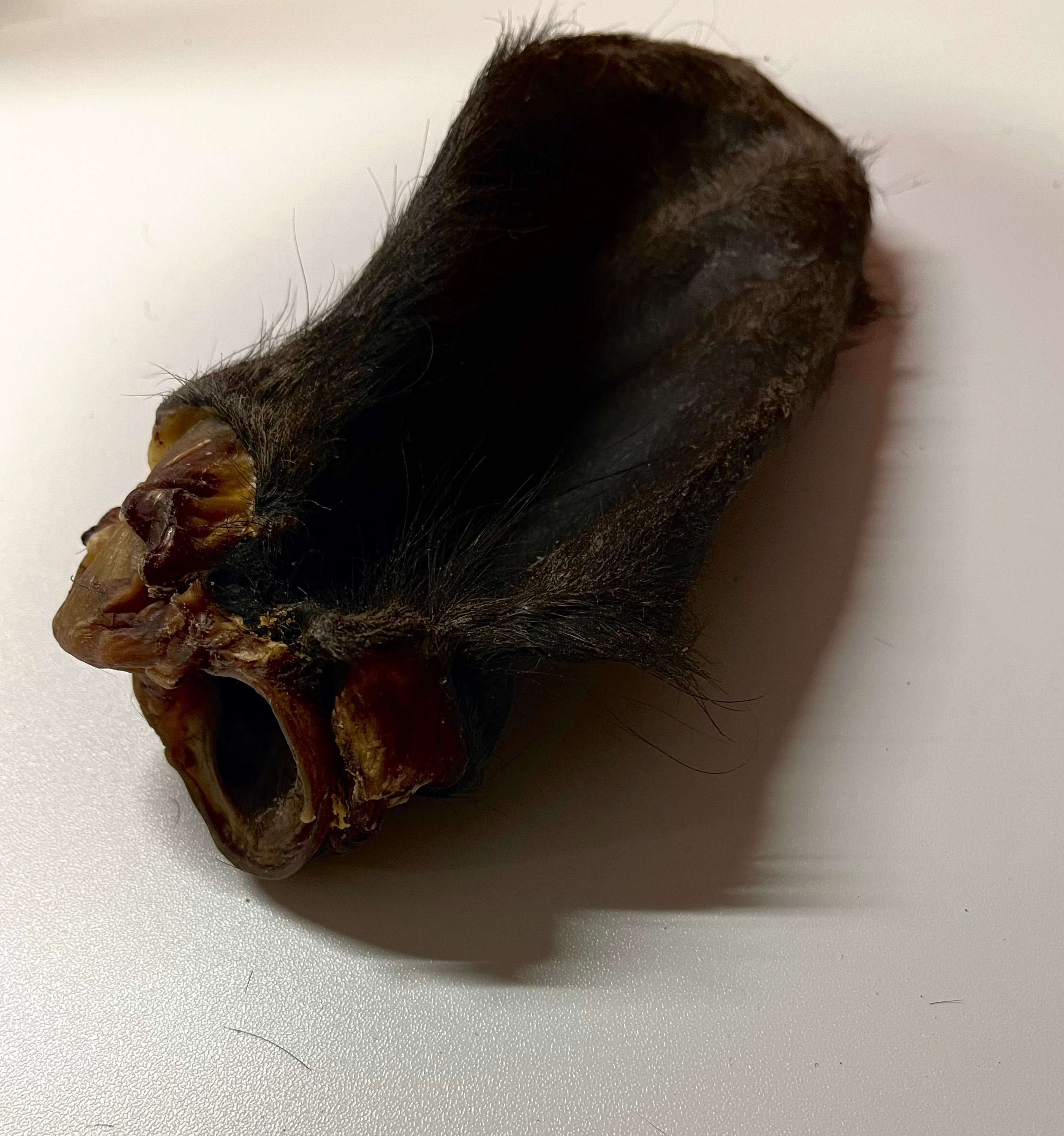 Oreille de Boeuf avec poils