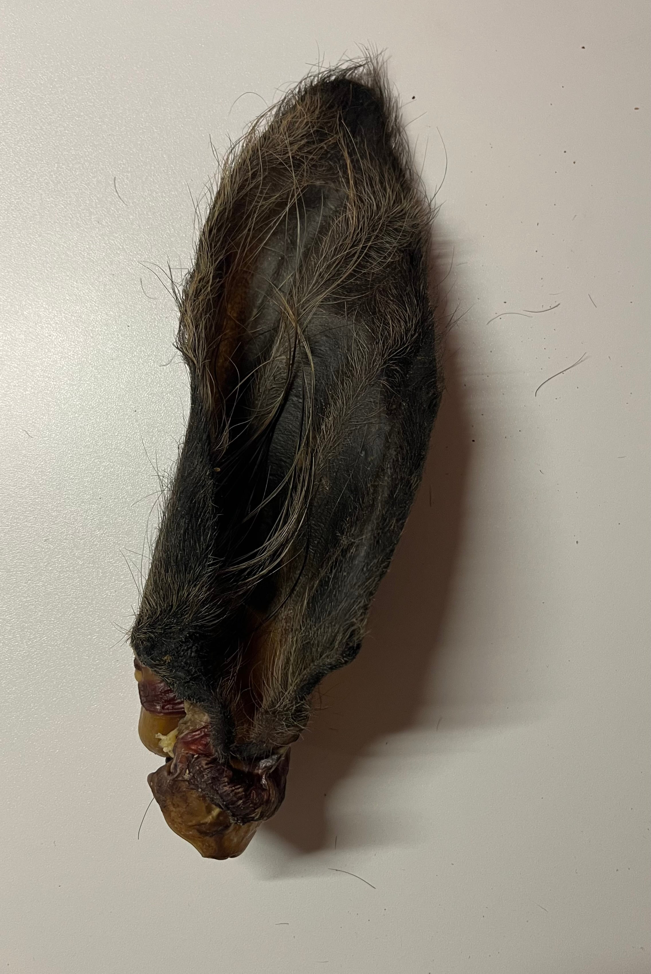 Oreille de Boeuf avec poils