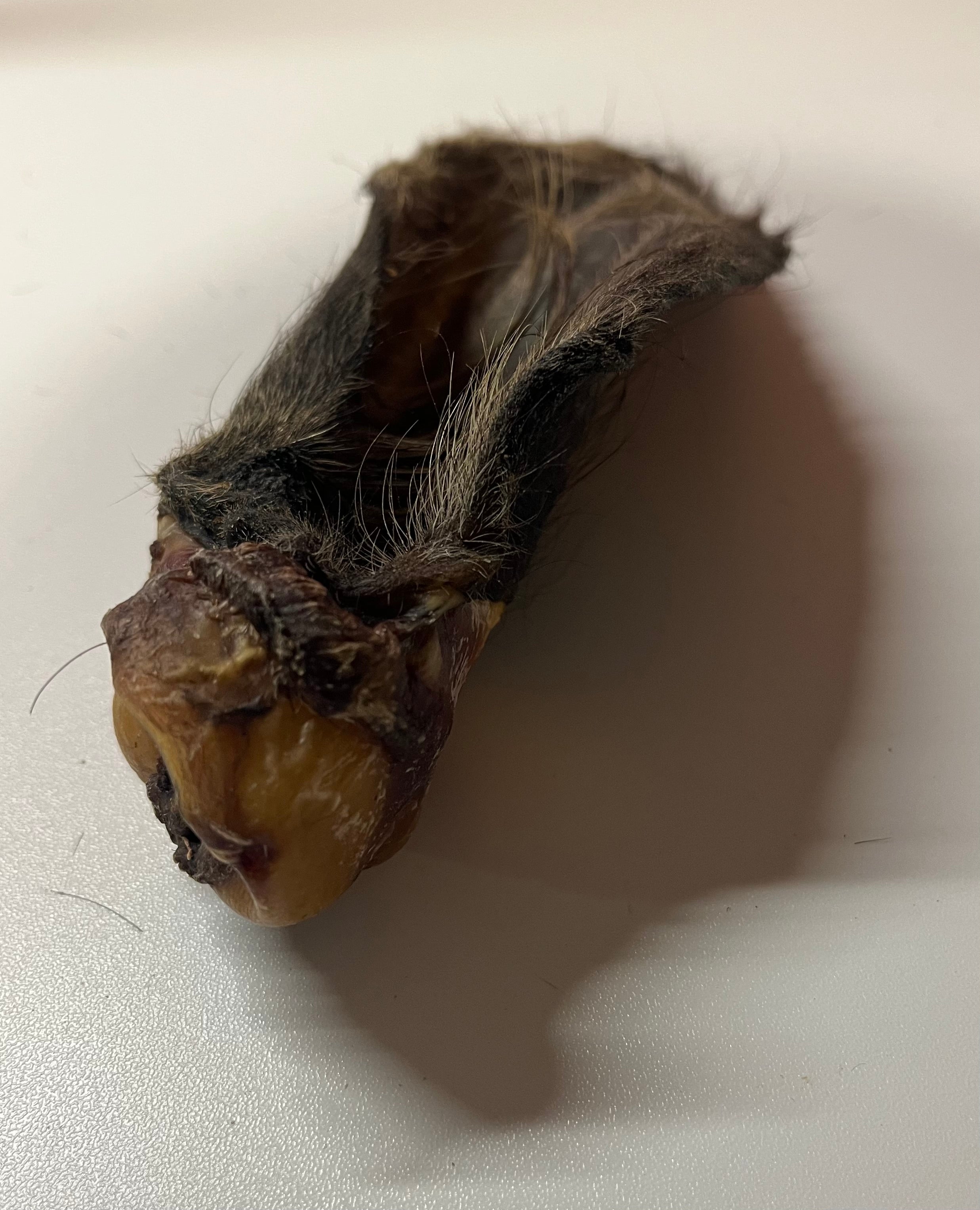 Oreille de Boeuf avec poils