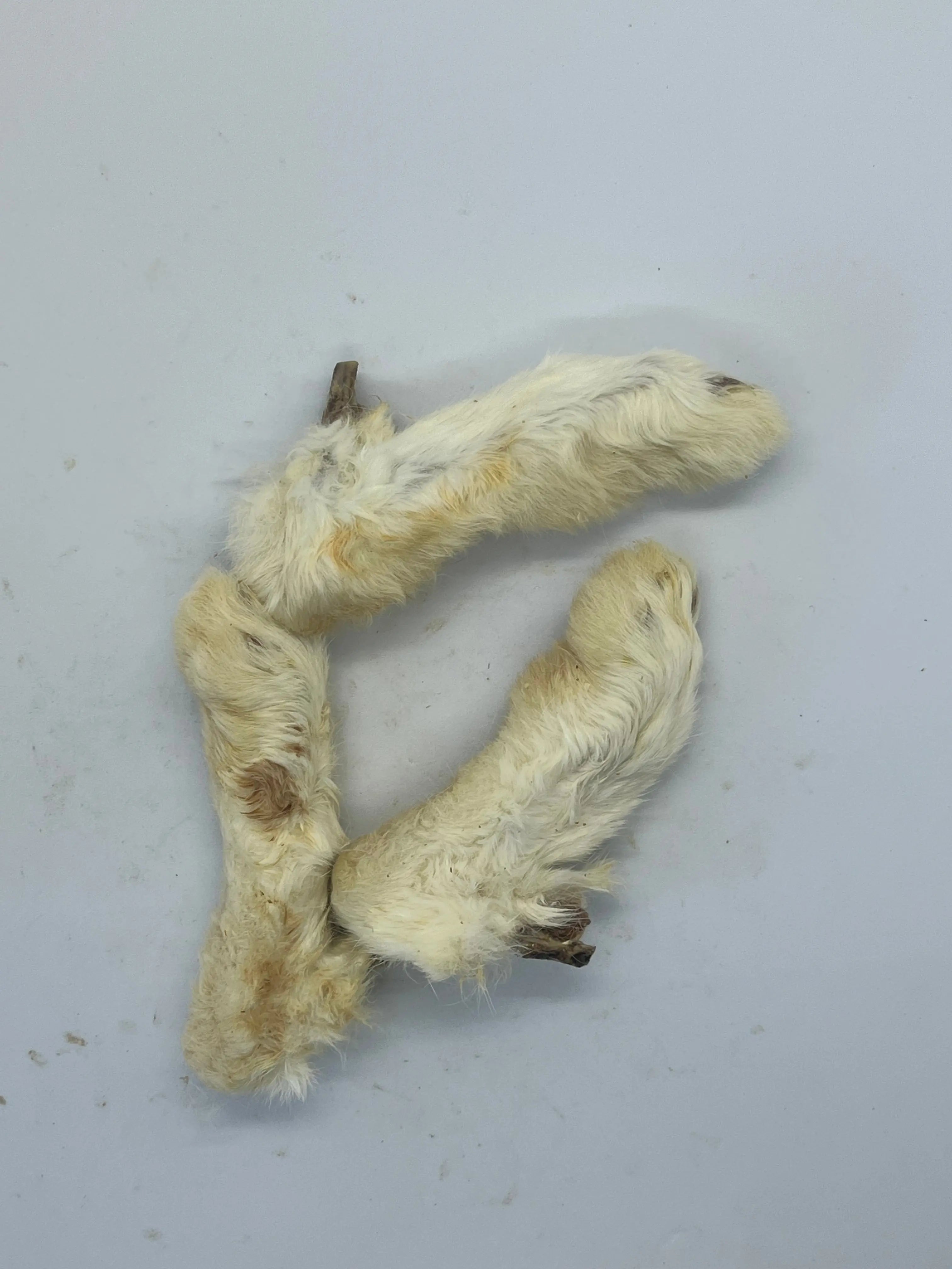 Pattes de Lapin avec poils Trotte & Mastik