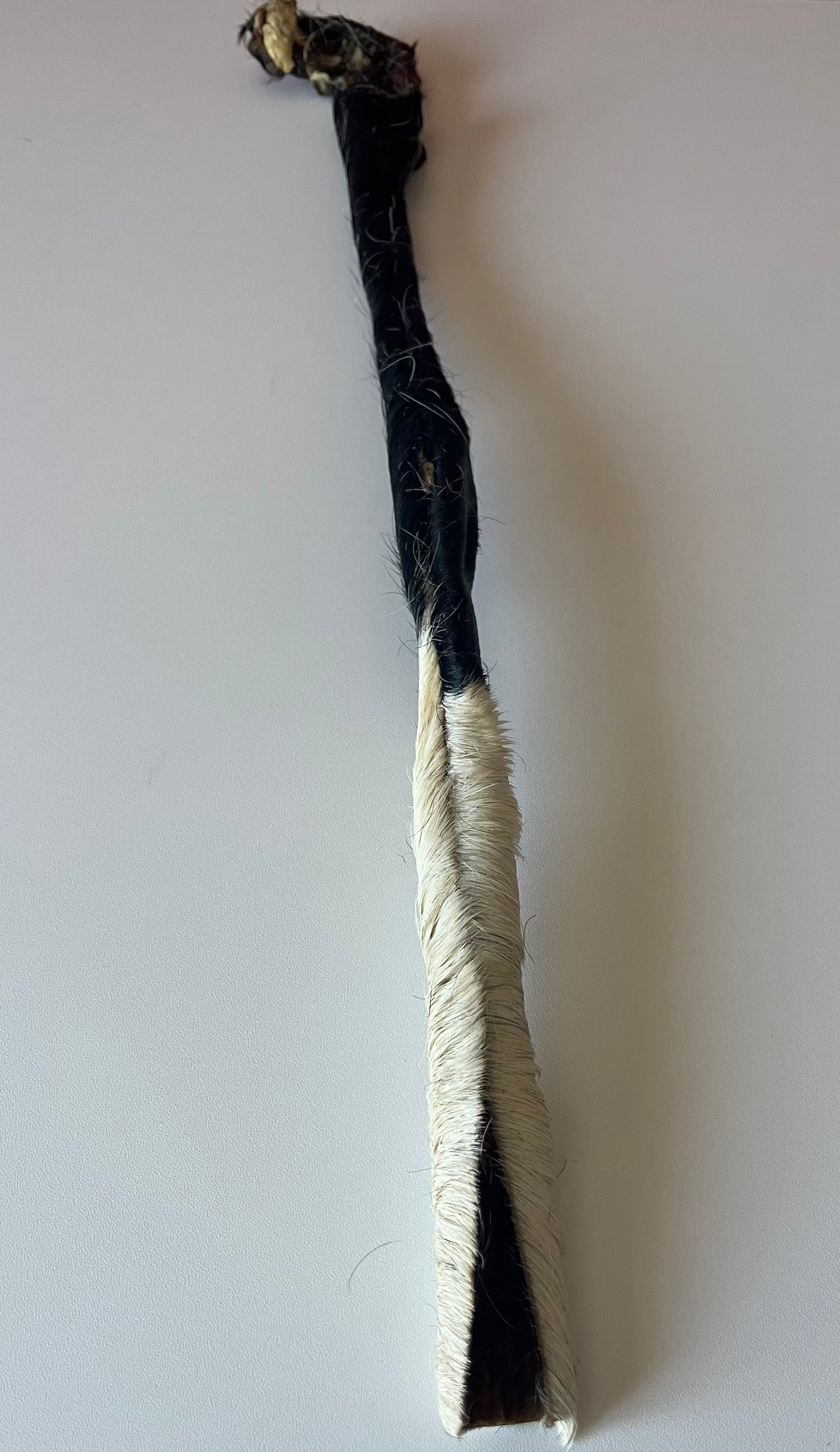 Peau de Boeuf avec poils 50CM