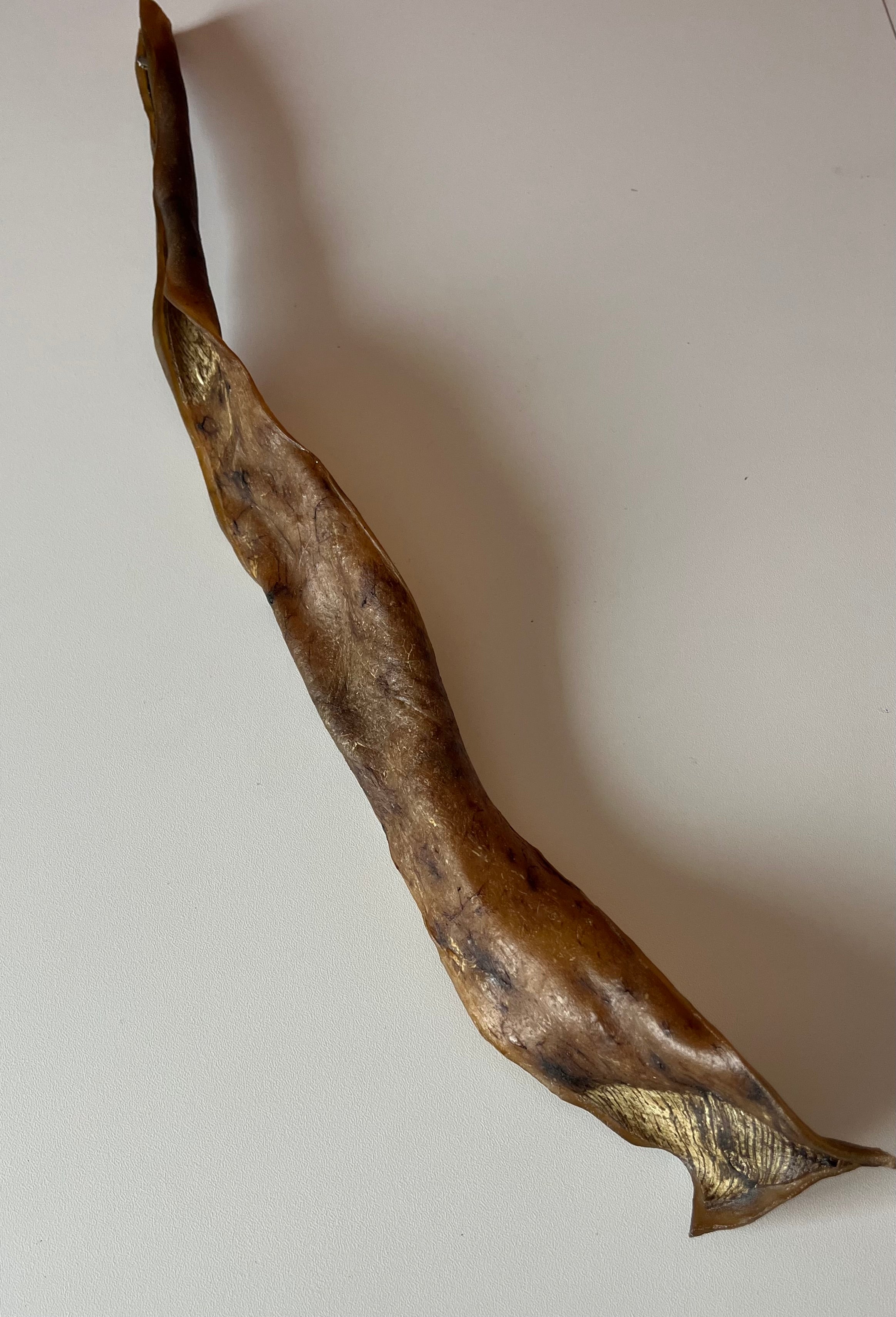 Peau de Sanglier 50CM