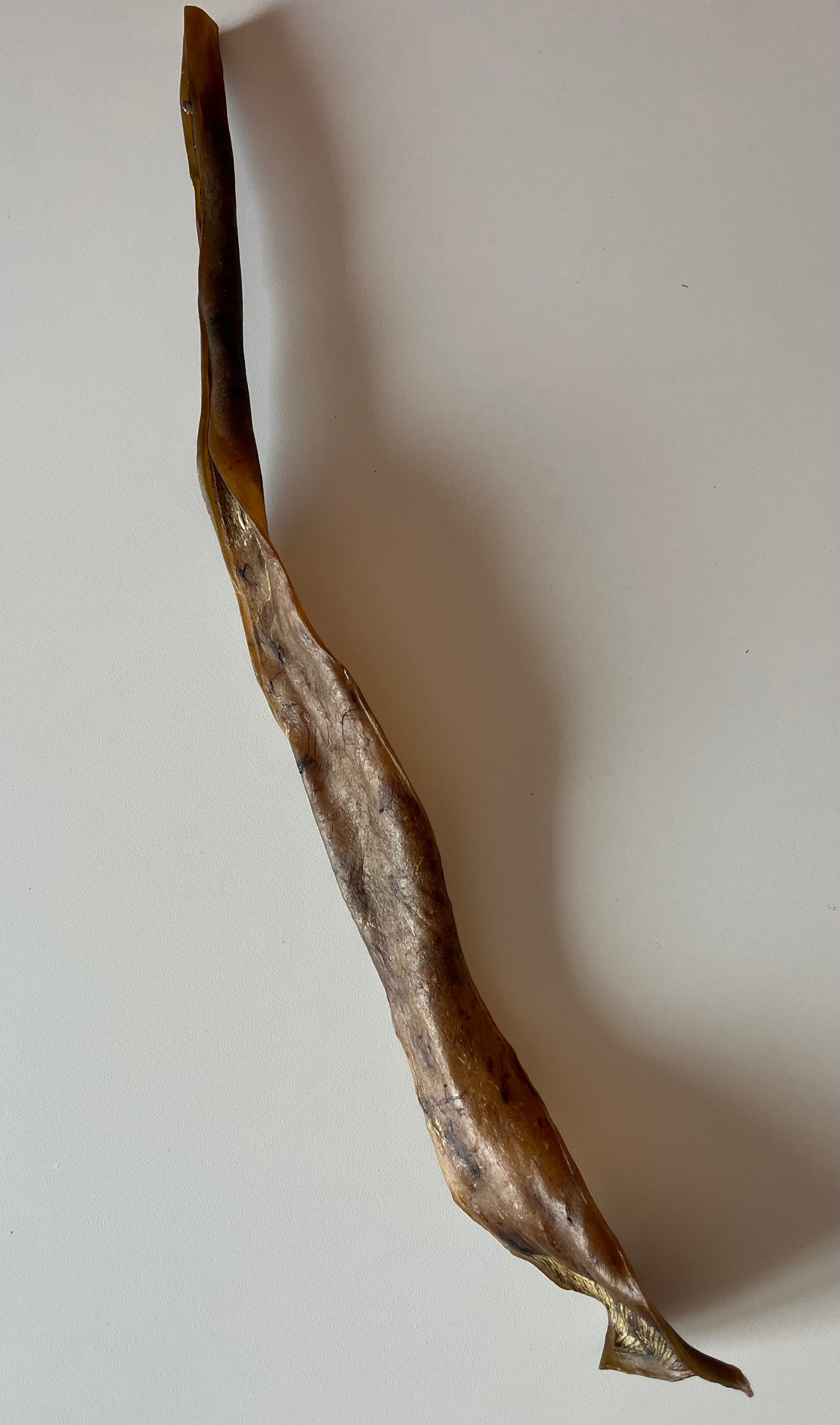 Peau de Sanglier 50CM