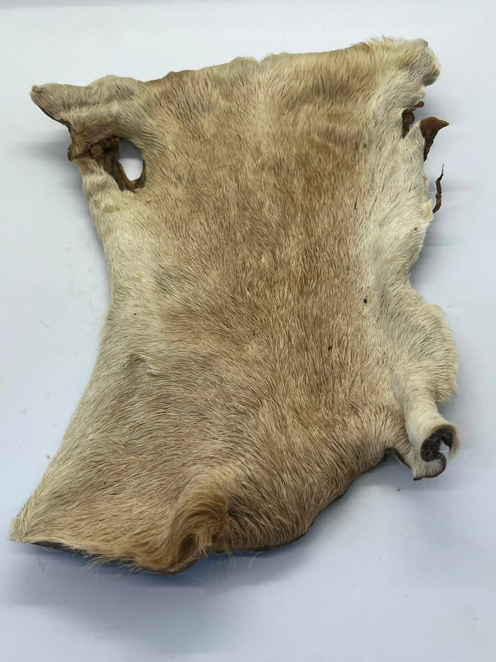 Plaque de Boeuf avec poils Trotte & Mastik