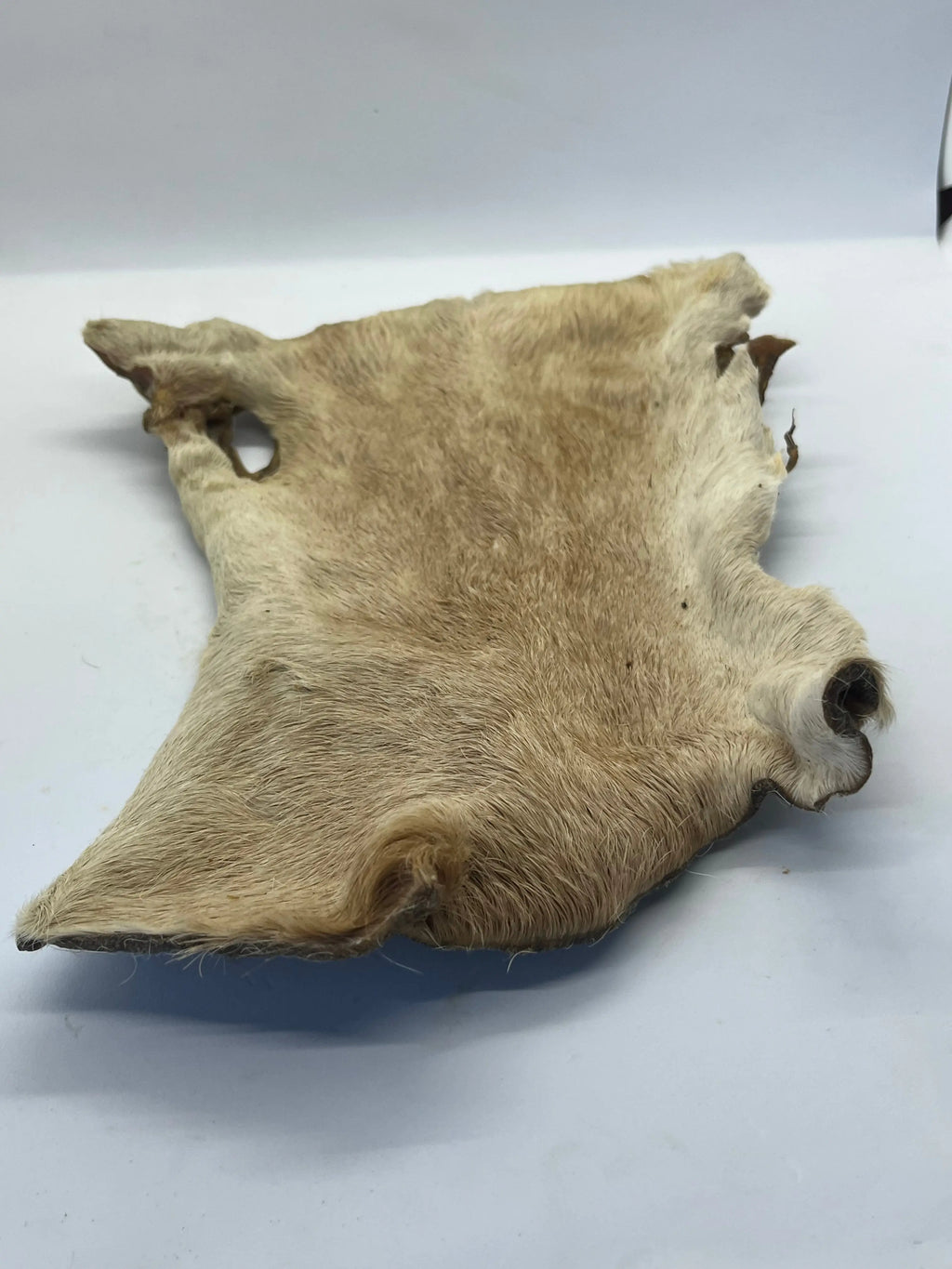 Plaque de Boeuf avec poils Trotte & Mastik