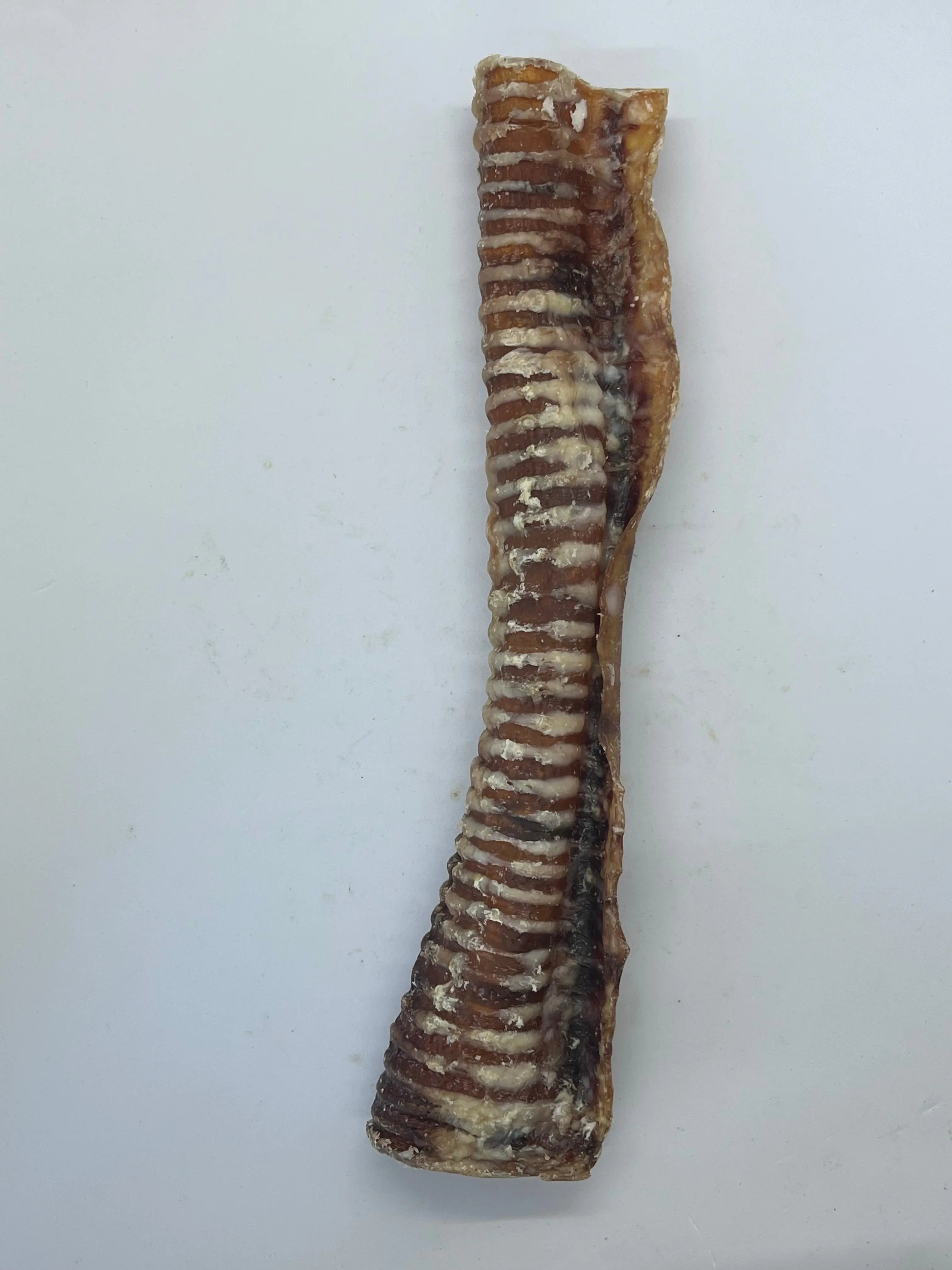 Trachée de Boeuf 30CM Trotte & Mastik