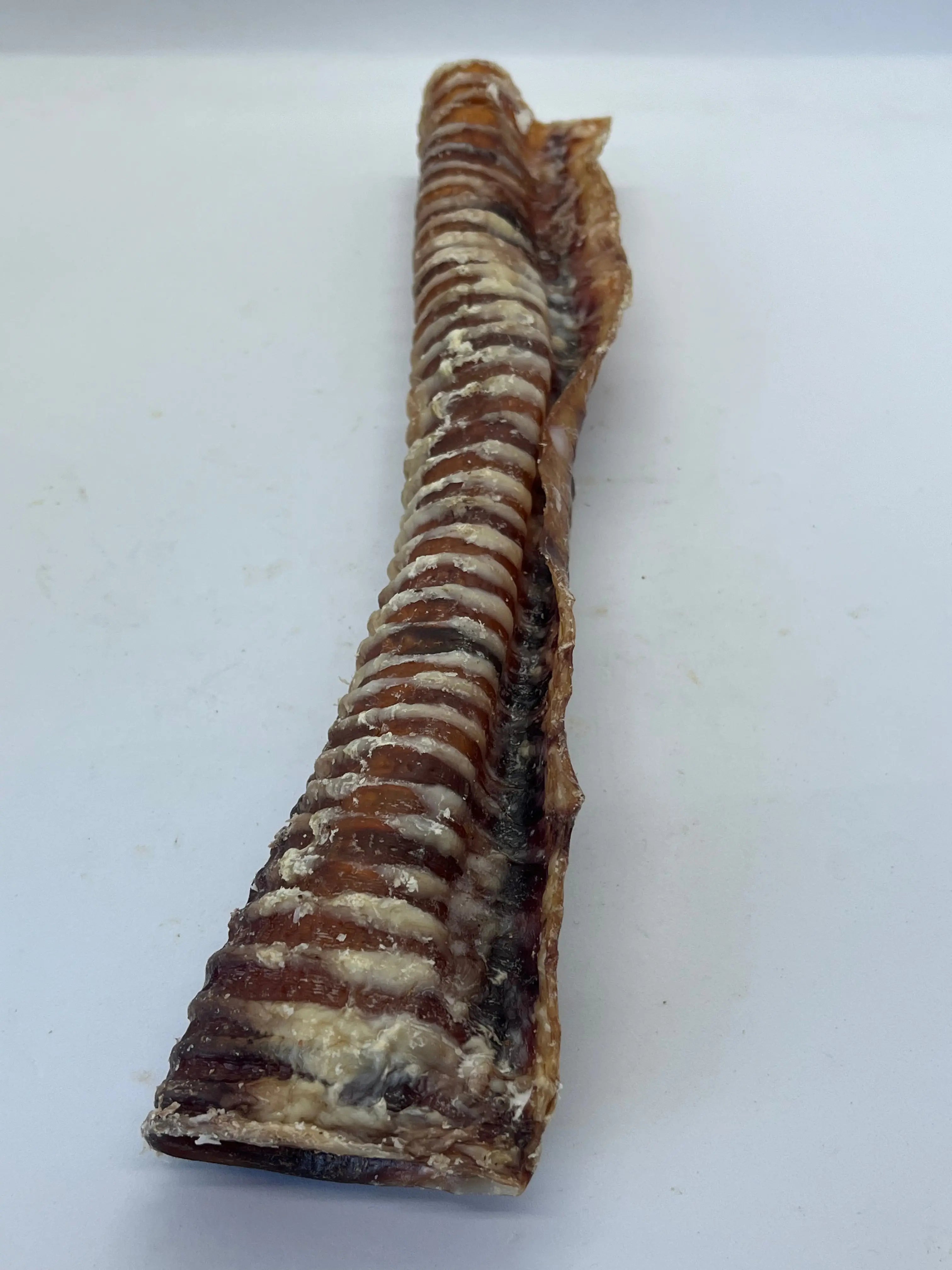 Trachée de Boeuf 30CM Trotte & Mastik